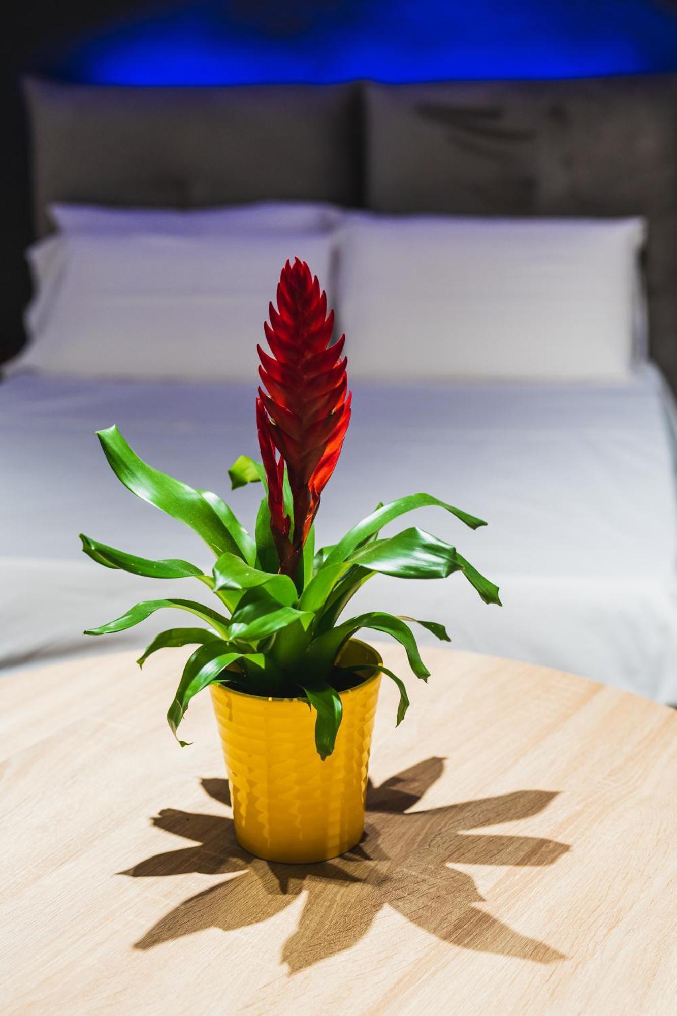 Arcolobello B&B Aparthotel Corato Ngoại thất bức ảnh